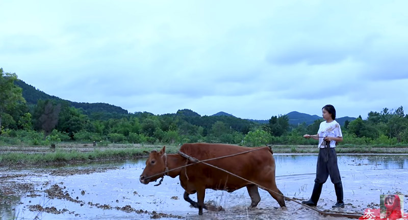 หลี่ จื่อชี ยูทูบเบอร์จีน หลี่ จื่อชี ยูทูบเบอร์จีน