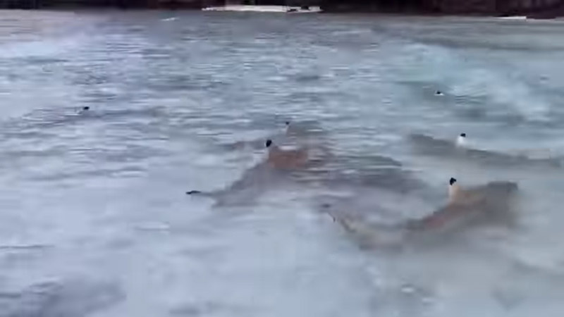 ฉลามบุกอ่าวมาหยา ฉลามบุกอ่าวมาหยา