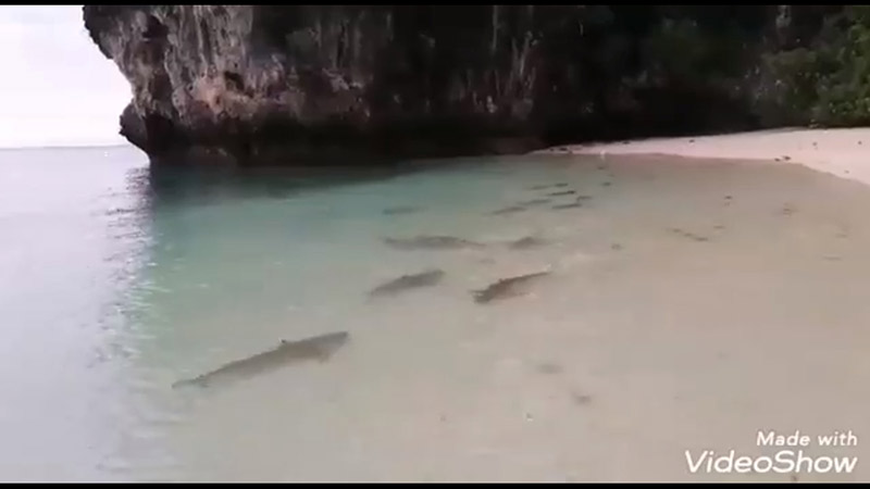 ฉลามบุกอ่าวมาหยา ฉลามบุกอ่าวมาหยา