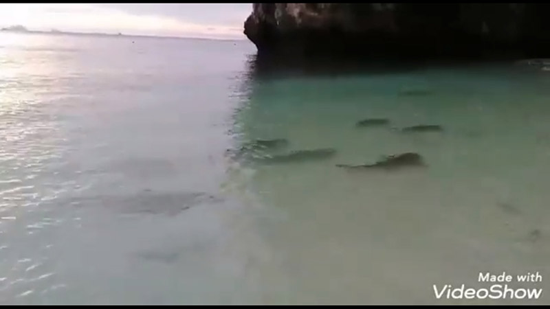 ฉลามบุกอ่าวมาหยา ฉลามบุกอ่าวมาหยา