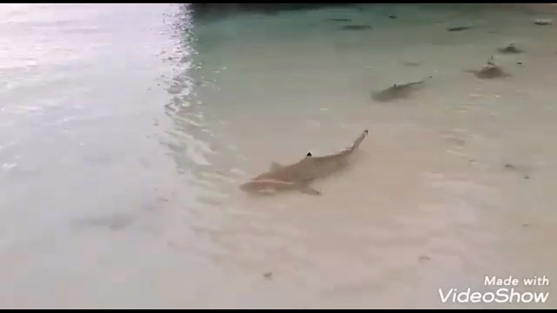 ฉลามบุกอ่าวมาหยา ฉลามบุกอ่าวมาหยา