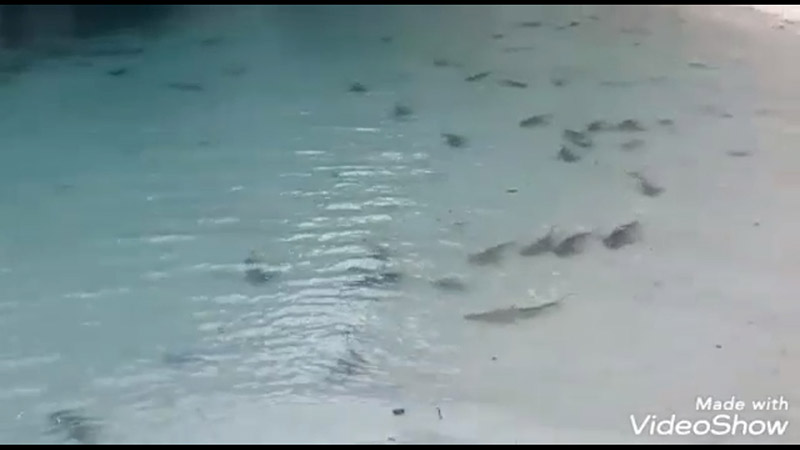 ฉลามบุกอ่าวมาหยา ฉลามบุกอ่าวมาหยา