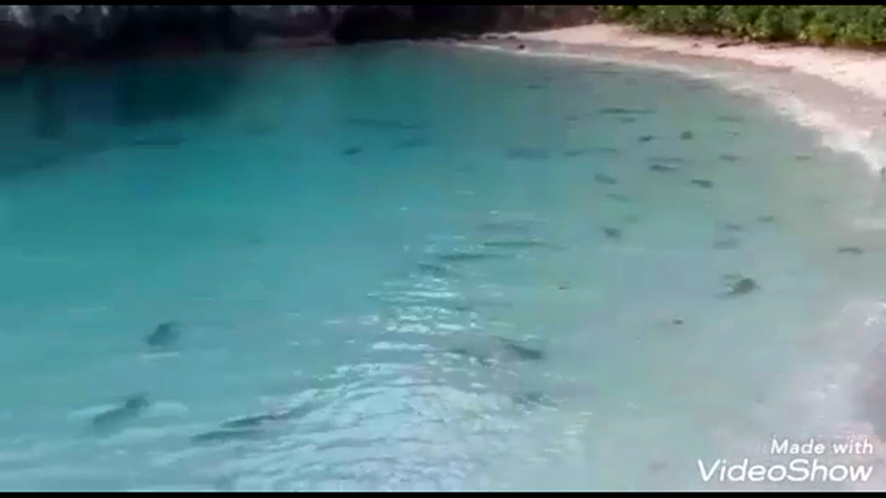 ฉลามบุกอ่าวมาหยา ฉลามบุกอ่าวมาหยา