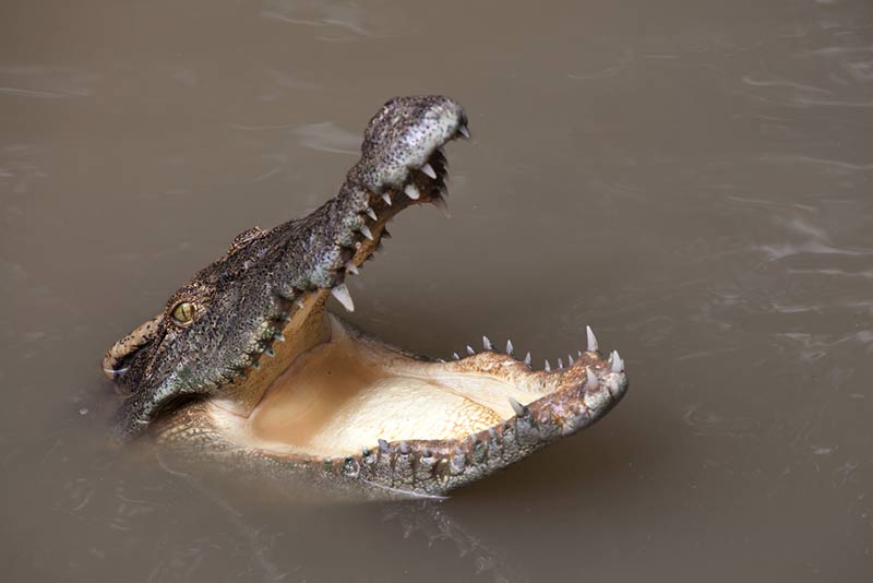 จระเข้กินคน จระเข้กินคน