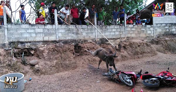 ไถ่ชีวิตโคกระบือ ไถ่ชีวิตโคกระบือ