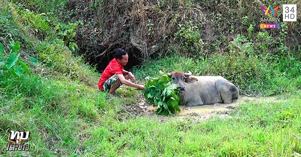 ไถ่ชีวิตโคกระบือ ไถ่ชีวิตโคกระบือ
