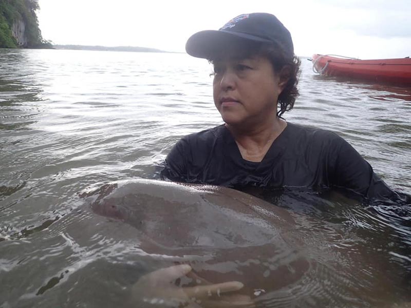 พะยูน พะยูน