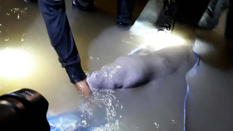 พะยูน พะยูน