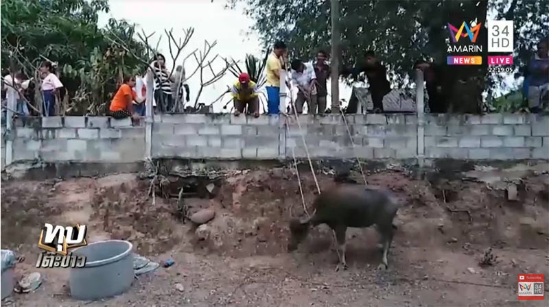 ไถ่ชีวิตโคกระบือ ไถ่ชีวิตโคกระบือ