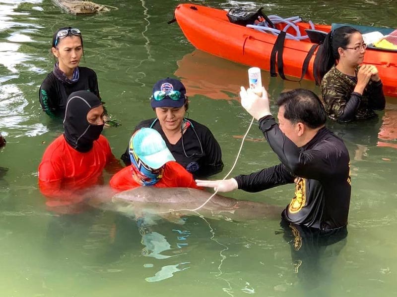 พะยูน พะยูน