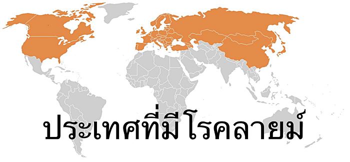 โรคลายม์ Lyme  โรคลายม์ Lyme