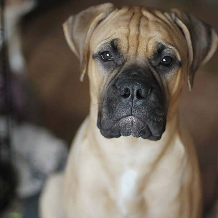 หมาถูกทิ้ง หมาถูกทิ้ง