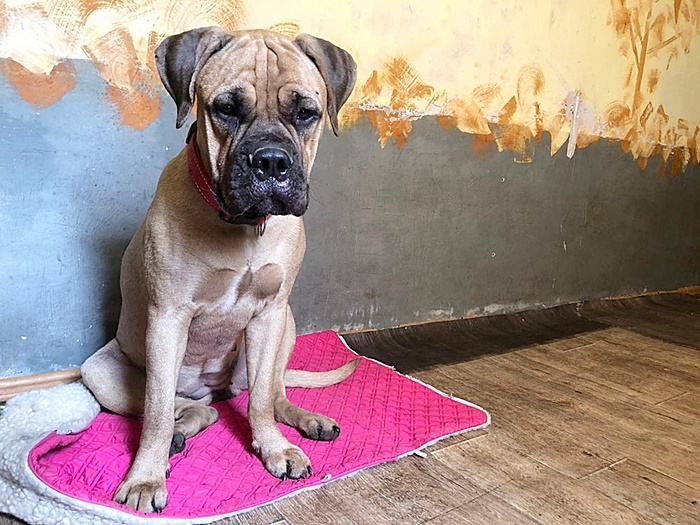 หมาถูกทิ้ง หมาถูกทิ้ง