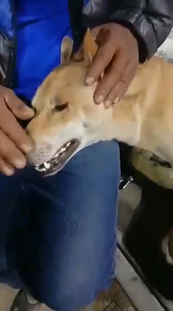 ยิงหมา ยิงหมา