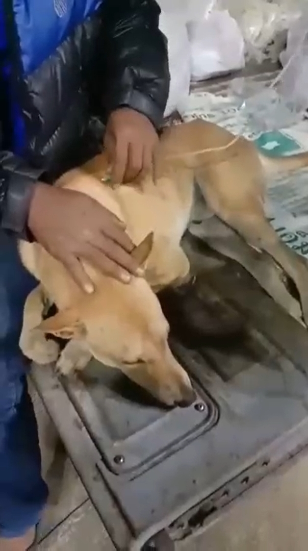 ยิงหมา ยิงหมา