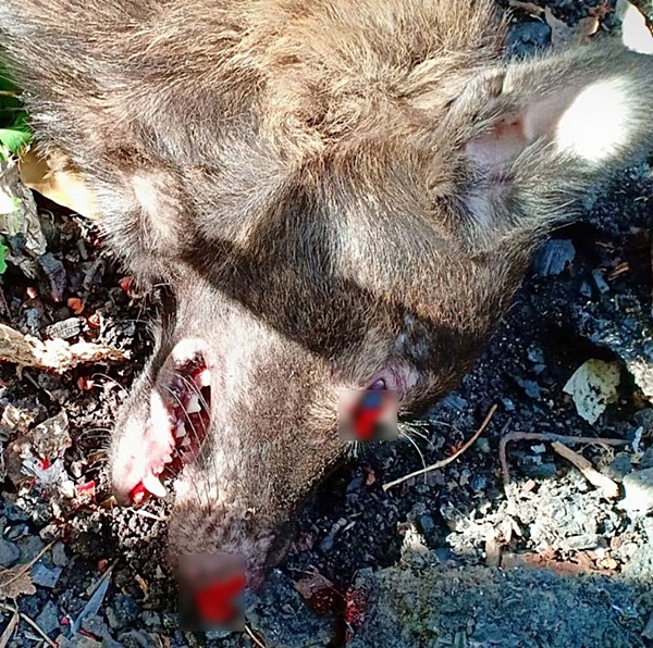 ฆ่าหมา ฆ่าหมา