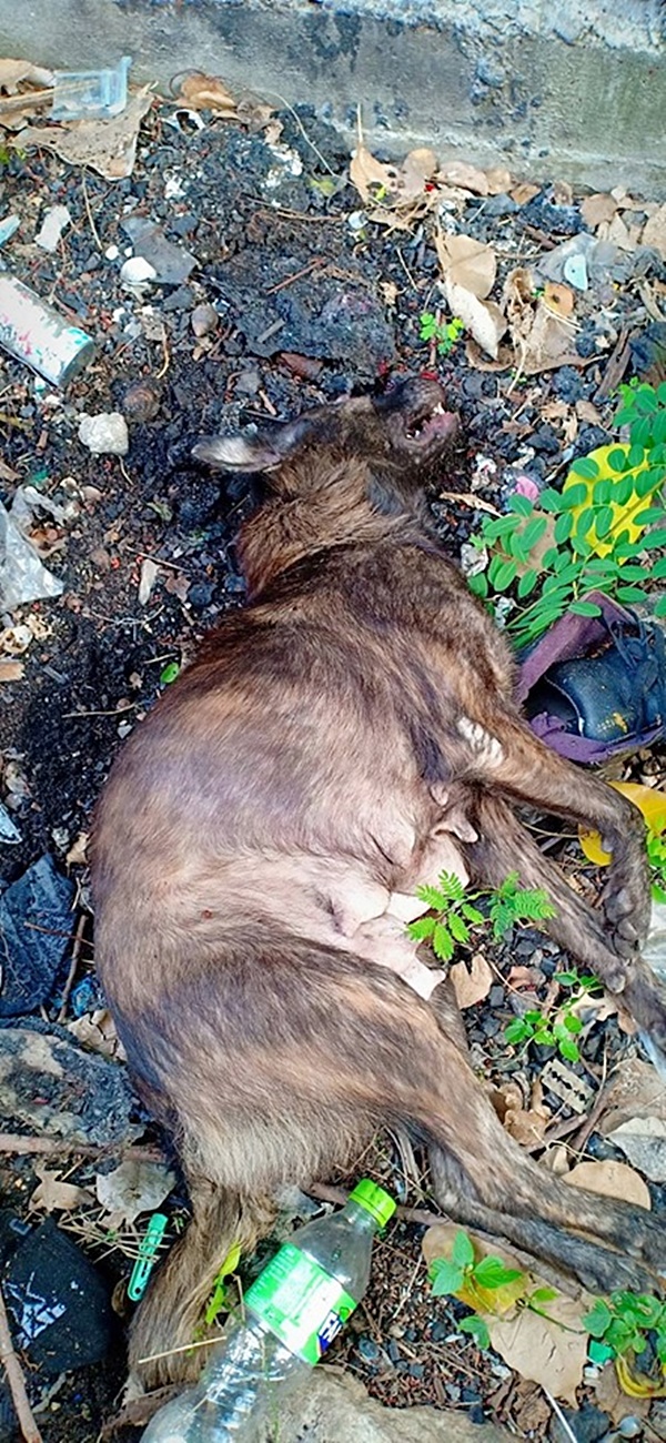 ฆ่าหมา ฆ่าหมา