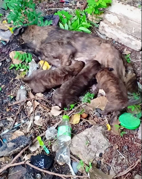 ฆ่าหมา ฆ่าหมา