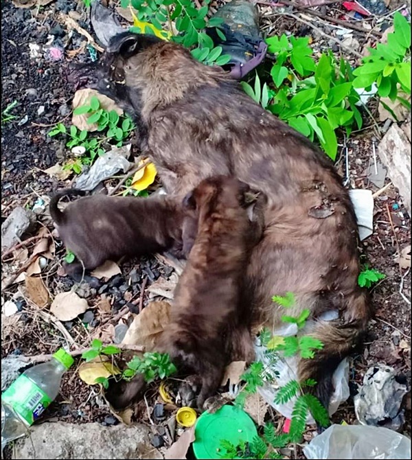 ฆ่าหมา ฆ่าหมา