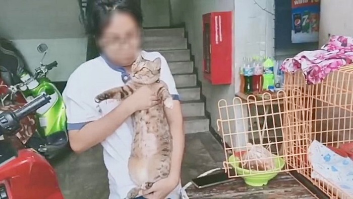 ทำร้ายแมว ทำร้ายแมว