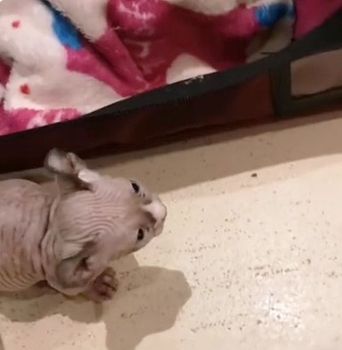 คาเฟ่แมว คาเฟ่แมว