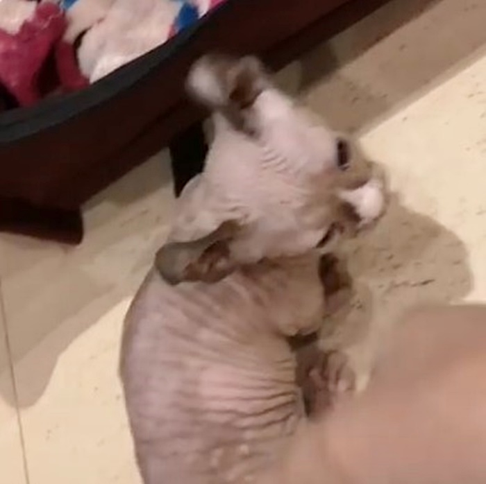 คาเฟ่แมว คาเฟ่แมว