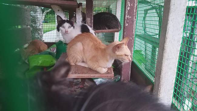 ทำร้ายแมว ทำร้ายแมว