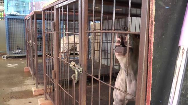 นายฝรั่งฆ่าหมาเรี่ยไร นายฝรั่งฆ่าหมาเรี่ยไร