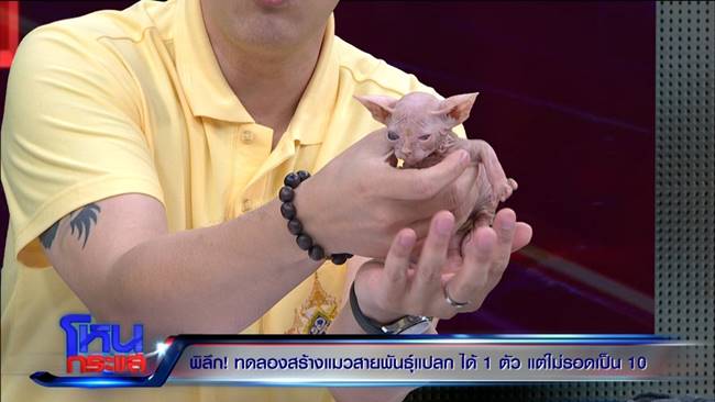 คาเฟ่นรก คาเฟ่นรก