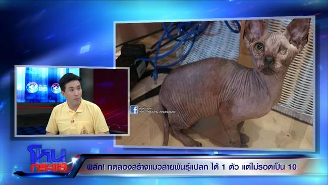 คาเฟ่นรก คาเฟ่นรก