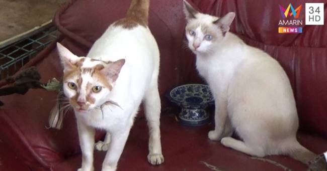 เลี้ยงแมว-หมา 29 ตัว เลี้ยงแมว-หมา 29 ตัว