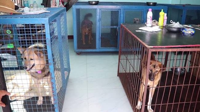 นายฝรั่งฆ่าหมาเรี่ยไร นายฝรั่งฆ่าหมาเรี่ยไร