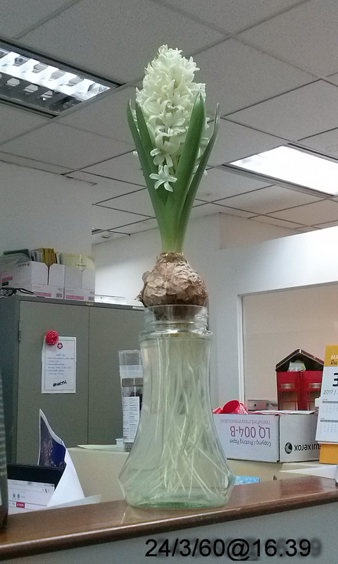 วิธีปลูกไฮยาซินธ์ วิธีปลูกไฮยาซินธ์
