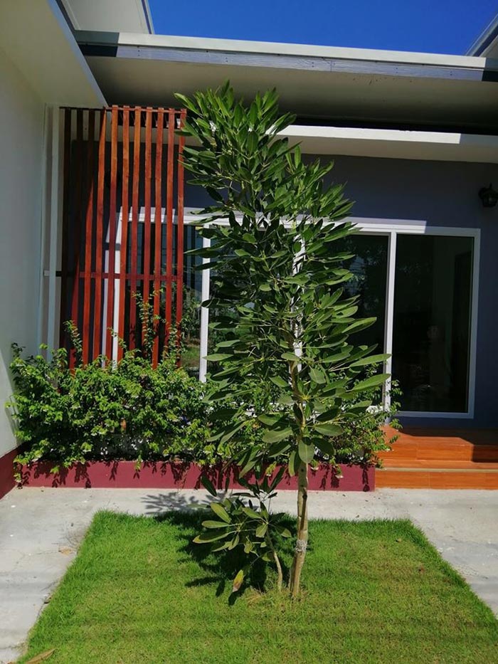 แบบบ้านโมเดิร์นชั้นเดียว แบบบ้านโมเดิร์นชั้นเดียว