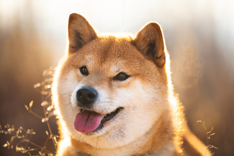 สุนัขพันธุ์ ชิบะ อินุ สุนัขพันธุ์ ชิบะ อินุ