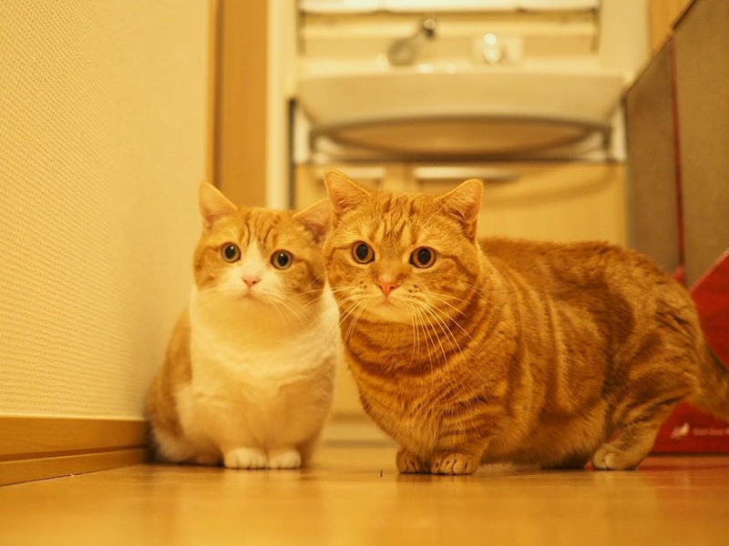 แมวมันช์กิ้น แมวมันช์กิ้น
