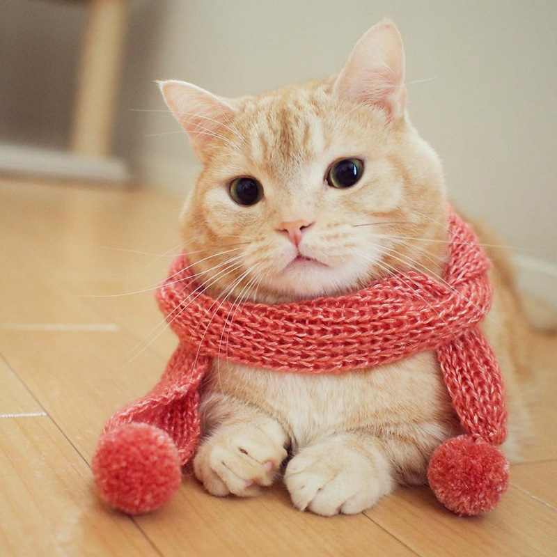 แมวมันช์กิ้น แมวมันช์กิ้น