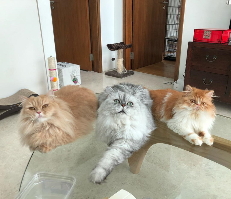 แมวมันช์กิ้น แมวมันช์กิ้น