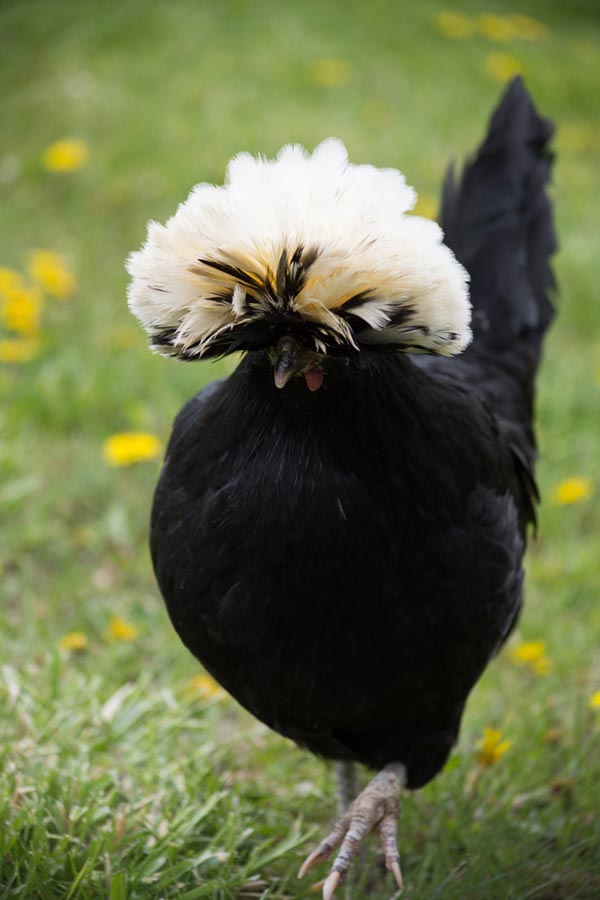 ไก่โปแลนด์ ไก่โปแลนด์