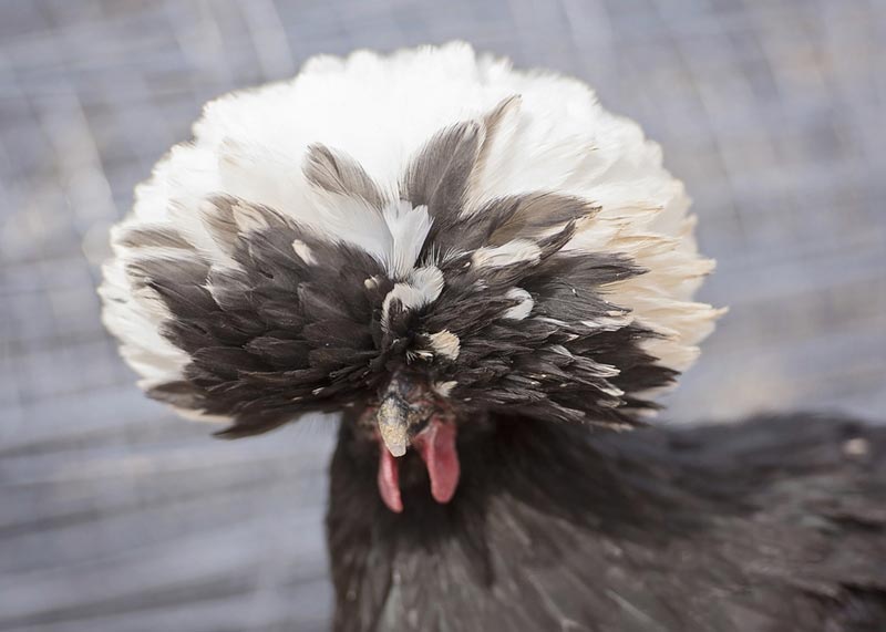 ไก่โปแลนด์ ไก่โปแลนด์