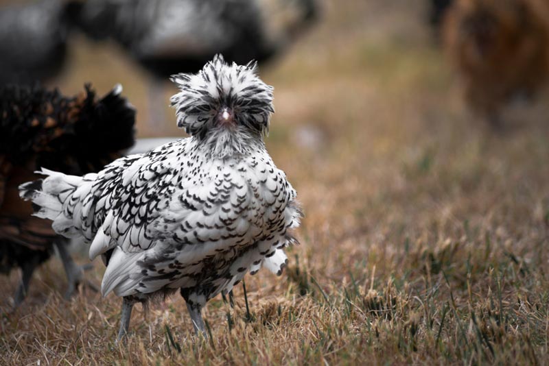 ไก่โปแลนด์ ไก่โปแลนด์