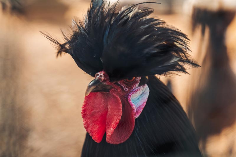 ไก่โปแลนด์ ไก่โปแลนด์