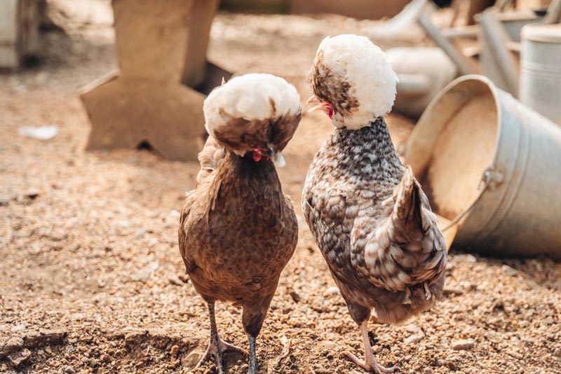 ไก่โปแลนด์ ไก่โปแลนด์