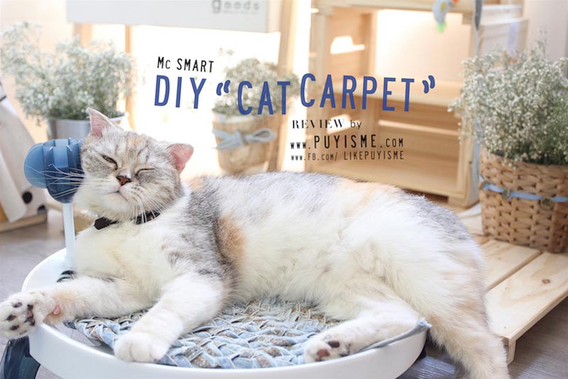 DIY บ้านแมว DIY บ้านแมว