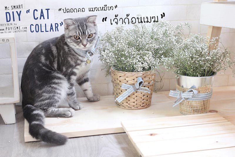 DIY บ้านแมว DIY บ้านแมว