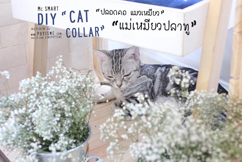 DIY บ้านแมว DIY บ้านแมว