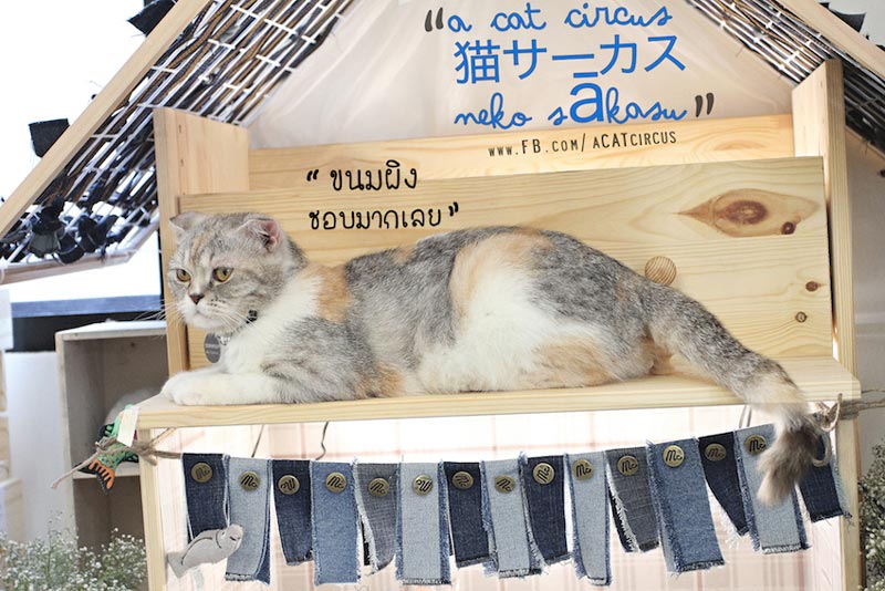 DIY บ้านแมว DIY บ้านแมว