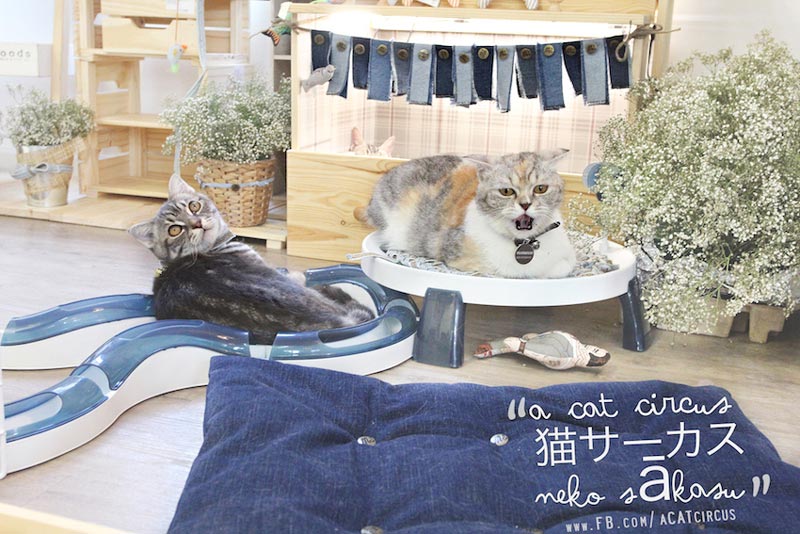DIY บ้านแมว DIY บ้านแมว