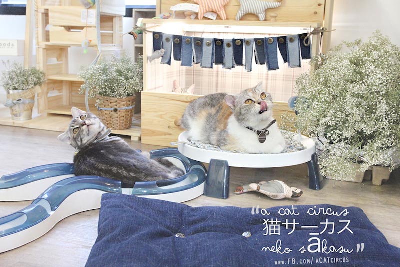 DIY บ้านแมว DIY บ้านแมว
