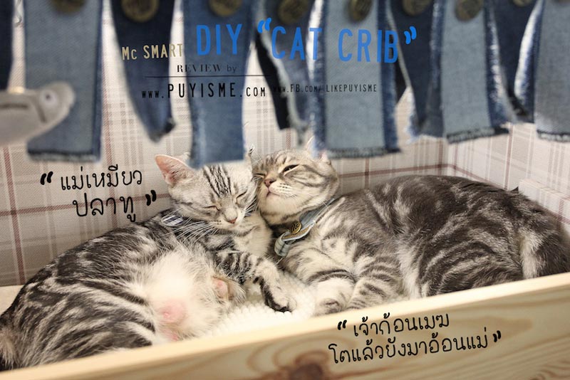 DIY บ้านแมว DIY บ้านแมว
